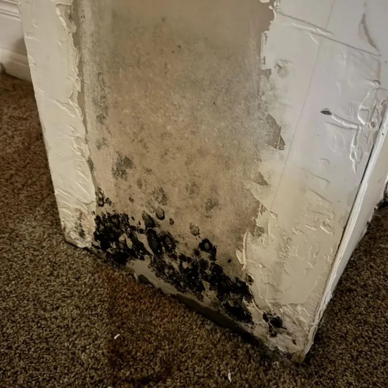 Professional Mold Removal in Lebanon, ME